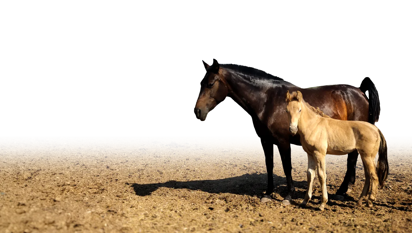Caballos