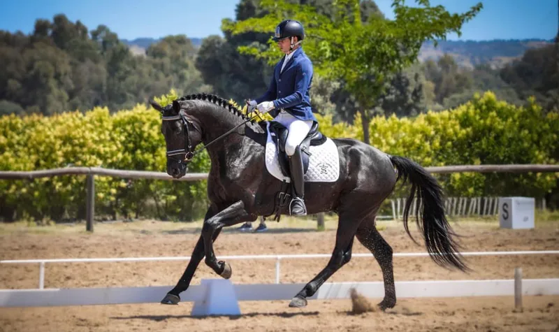 caballos 1