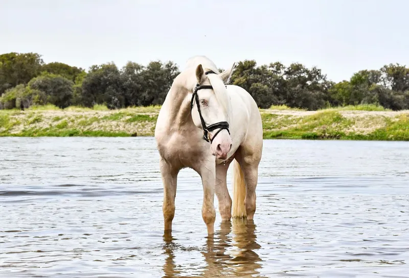 caballos 3