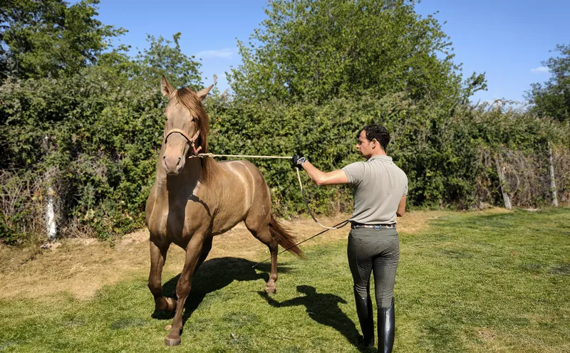 caballos 6