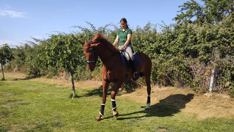 caballos 7