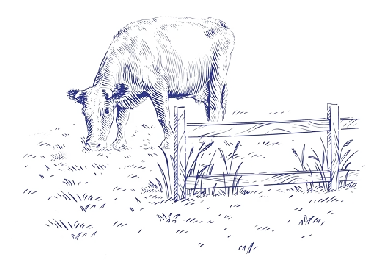 Vaca